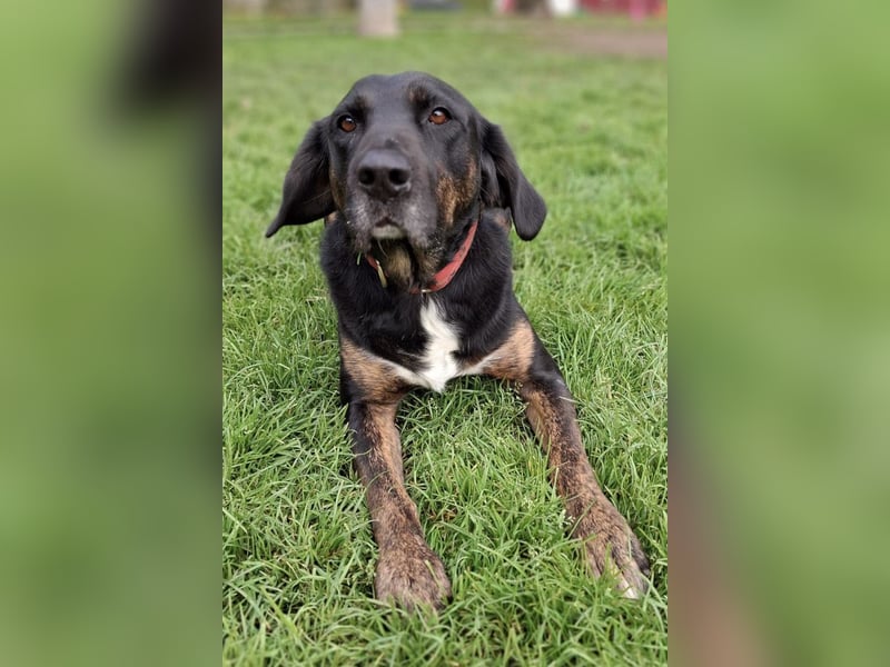 Leo ❤️ wartet in 84524 Neuötting