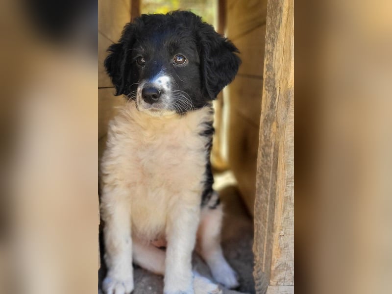 Süße Welpin ♥Suki♥ sucht ihre Menschen