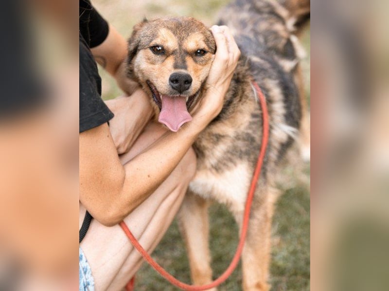 freundliche, liebevolle Mix-Hundedame Lizzy