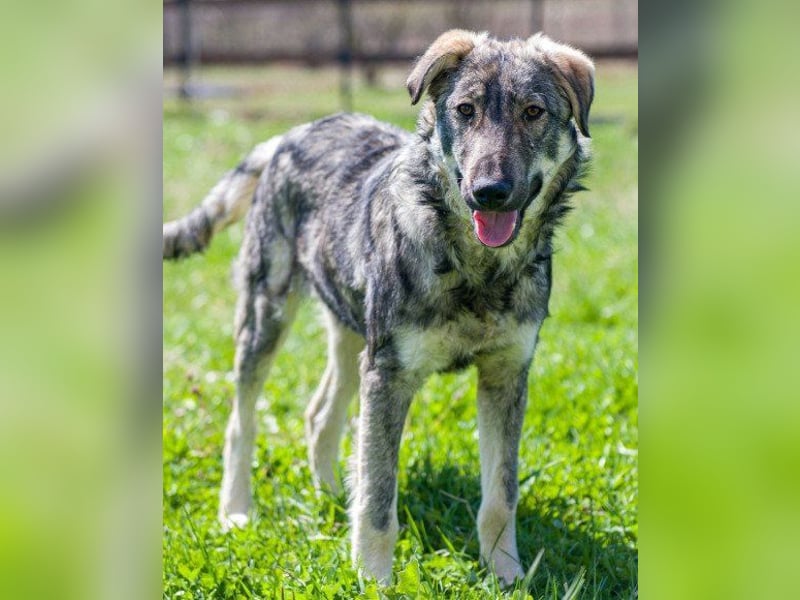 Mili-HSH-Rüde: braucht Liebe & Vertrauen