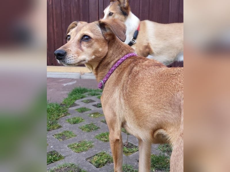 Notfellchen-Mathilda ❤ wartet in 90427 Nürnberg