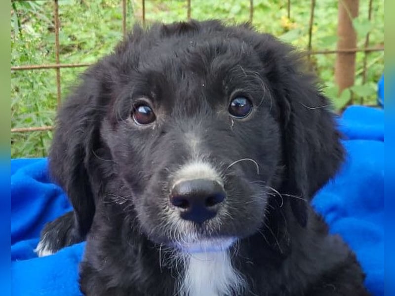 Rudi ❤️ verspielter, lieber Welpenbub! Rudi ❤️ verspielter, lieber Welpenbub!