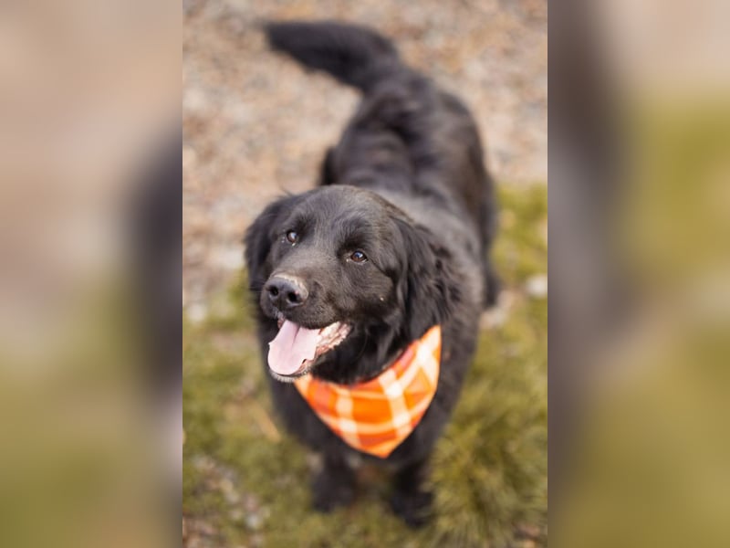 MIKE❤️Gute-Laune-Retriever-Mix sucht sein Glück