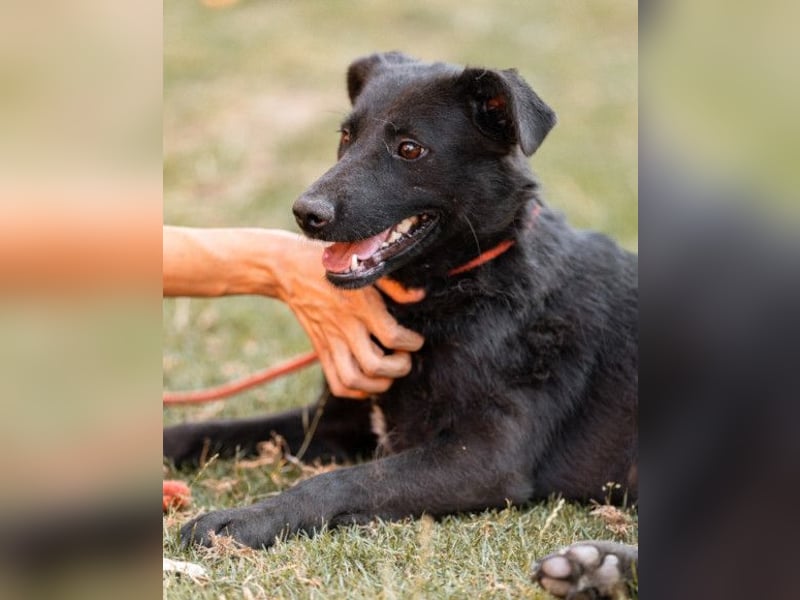 CHUNA❤️freundliche, neugierige & absolut liebenswerte Schmusepfote