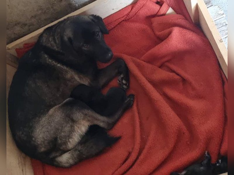 Viva - schüchtern und liebevoll