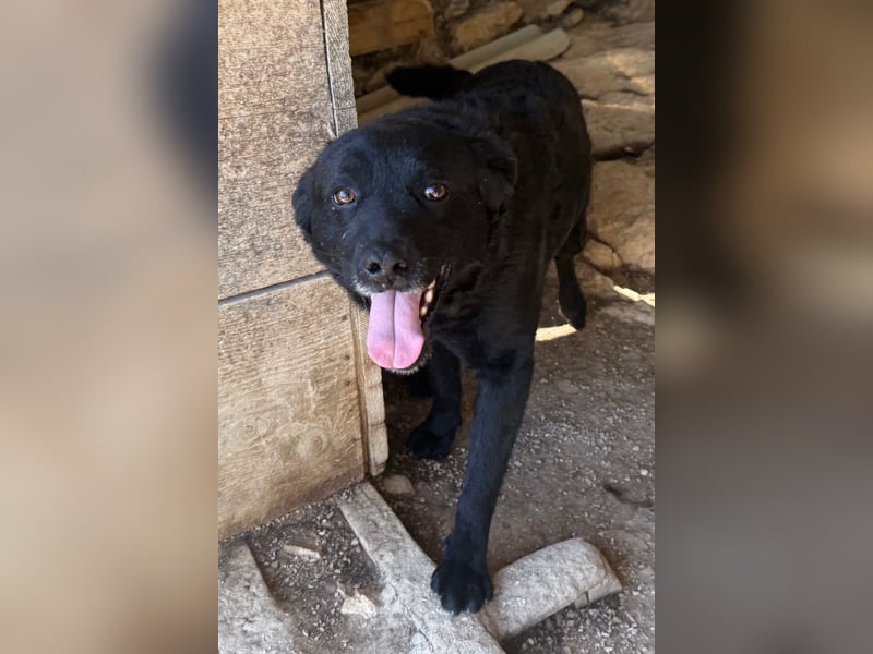 Bruce ❤️ Sanftmütig, loyal, verschmust!