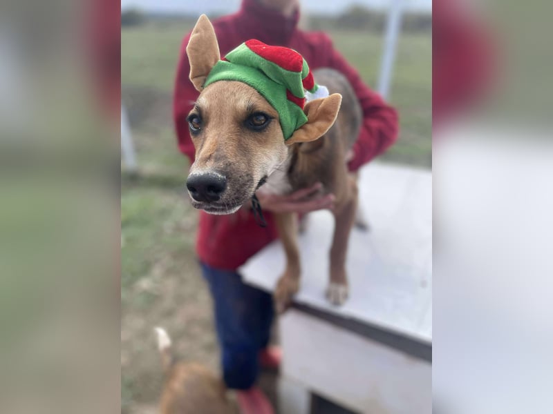 Welpenmädchen Mandy