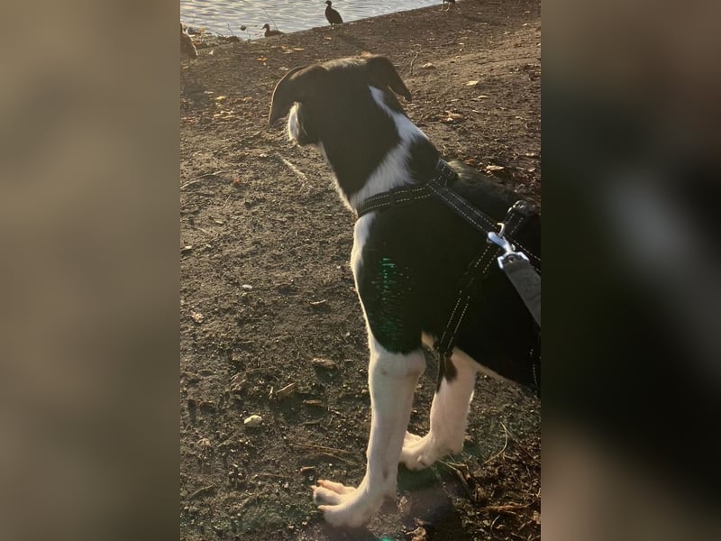 Jungspund Rocky ❤️ wartet in 50674 Köln