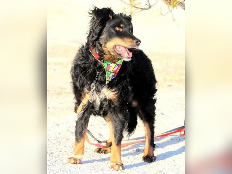 Dina ❤️ sanfte und so liebe Hündin!