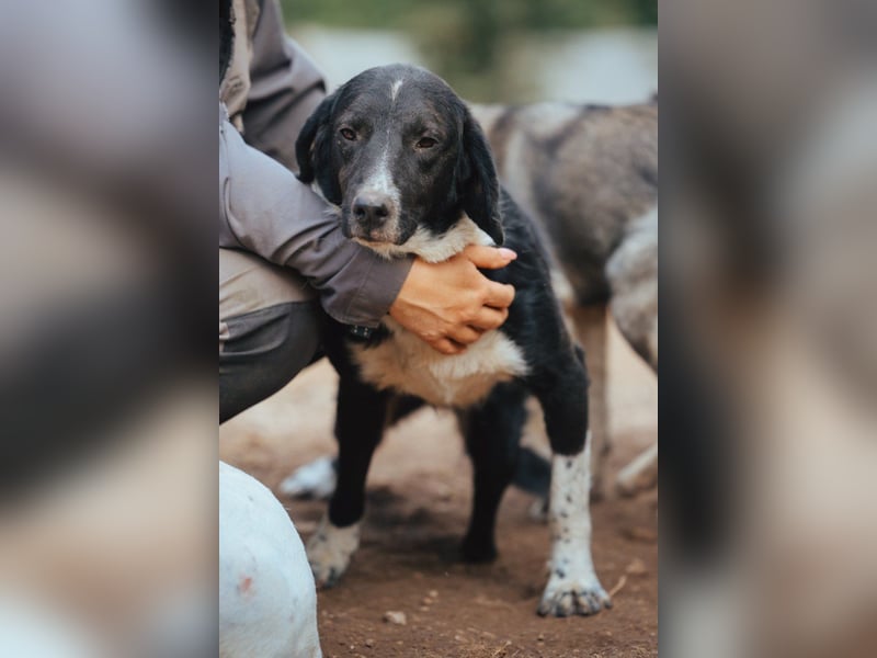 GROF❤️so lieber, anhänglicher Hundejunge