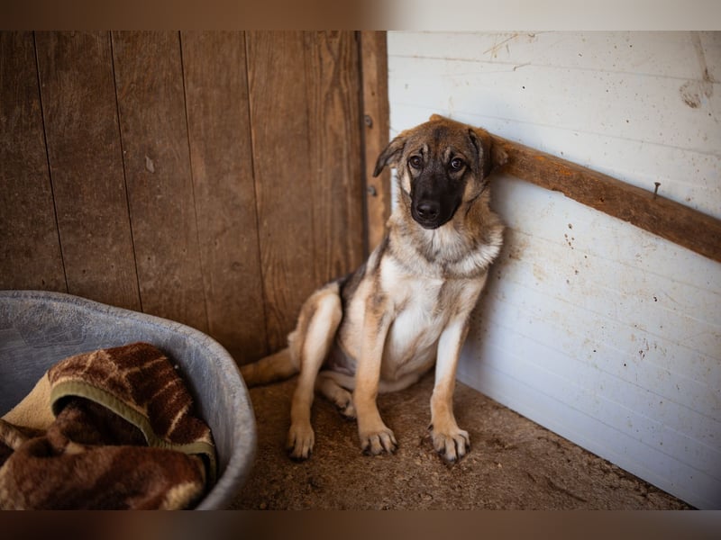 COCO❤️verspielt, sanft und voller Vertrauen: ein Herz für Groß und Klein!