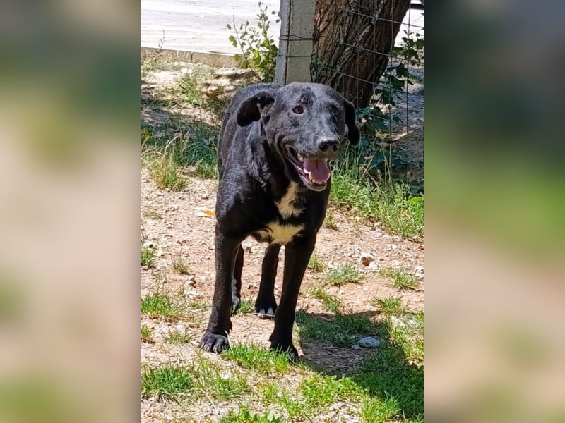 BlackBoy ♥ John ♥ ein Fellschatz auf 4 Pfoten