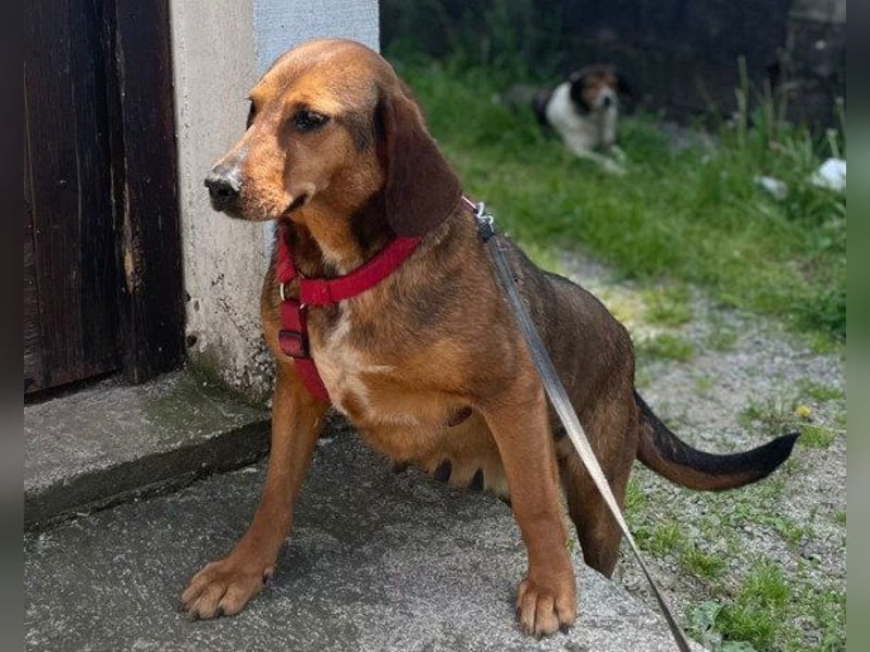 Reina in 01640 Coswig