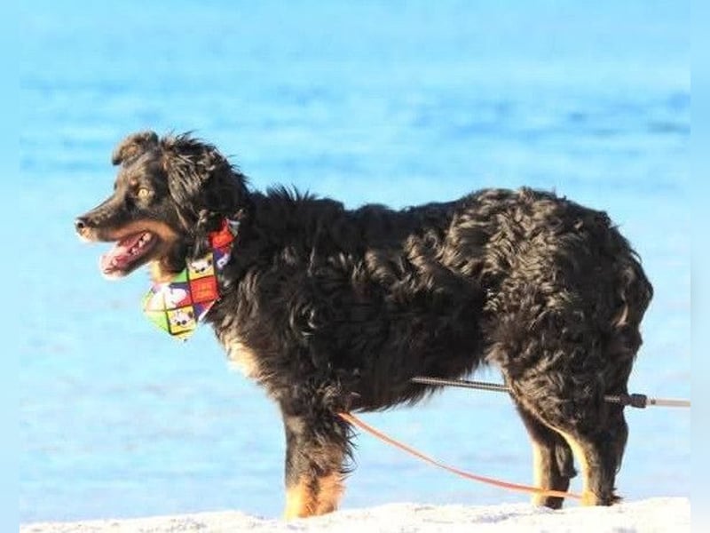 Dina ❤️ sanfte und so liebe Hündin!