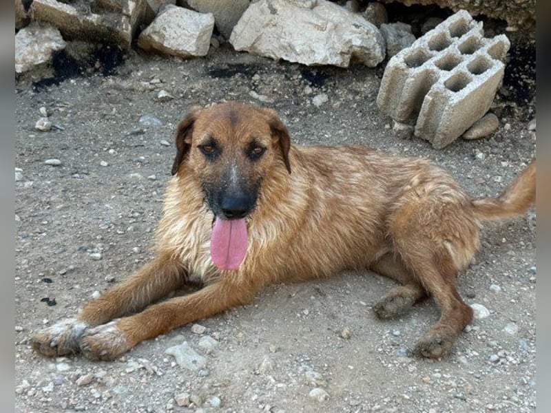 Sanfter ♥ Oscar ♥ wartet schon in 74749 Rosenberg