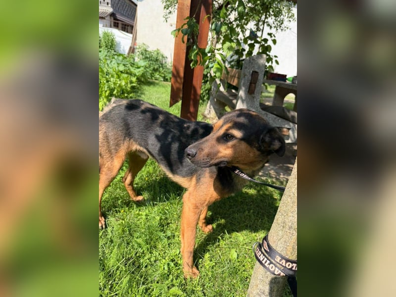 Katzenfreund Oskar - sanfter verschmuster Rüde