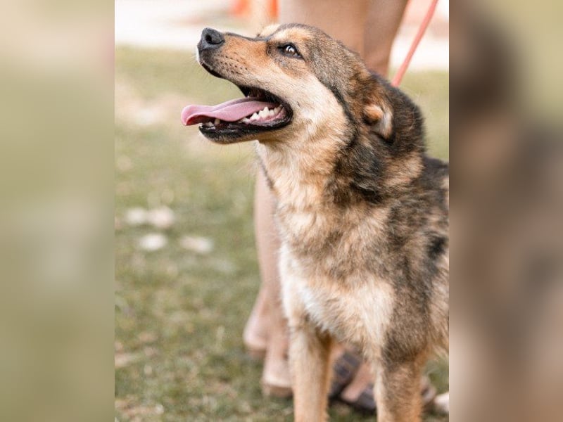 freundliche, liebevolle Mix-Hundedame Lizzy