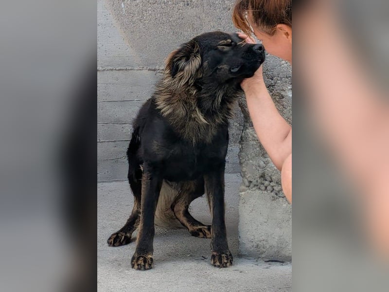 Bub ♥ Bertie ♥ ein lieber, fröhlicher, innen und außen schöner Jungrüde