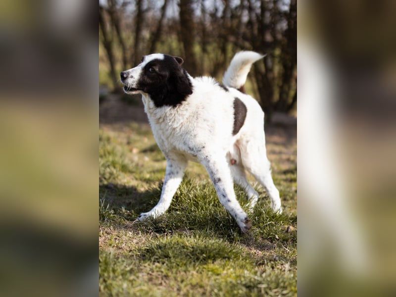 Toller Rüde ♥Thor♥ ruhig & ausgeglichen mit einem kleinen Tick