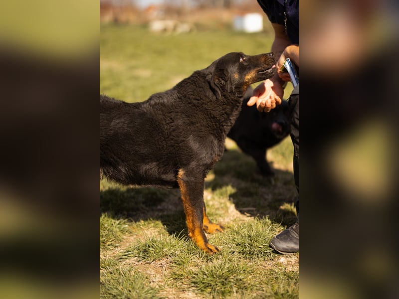 Aktiver Ares sucht seine aktiven Menschen