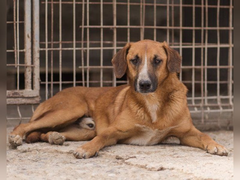 Sanfter ♥Amigo♥ erwartet dich bereits in 74749 Rosenberg