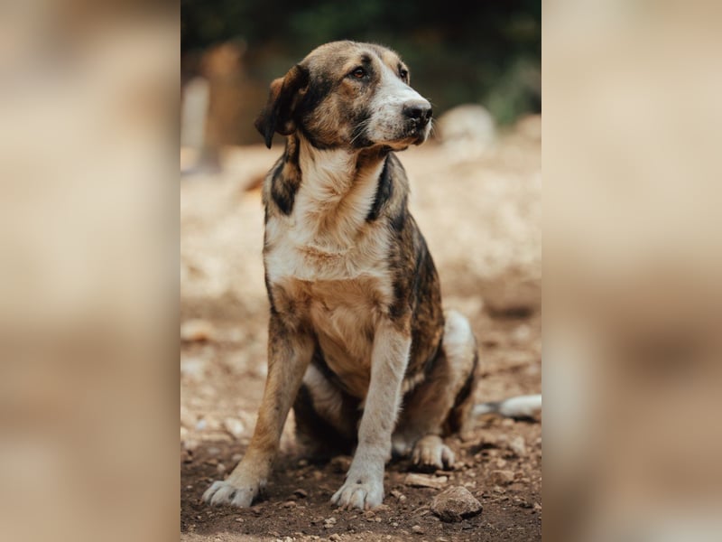 Prachtbursche Pero - ein toller Familienhund sozial, klug, lieb