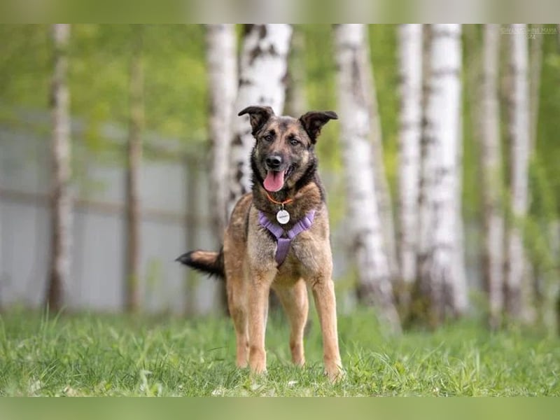 Verschmuste Birma sucht ihre Familie