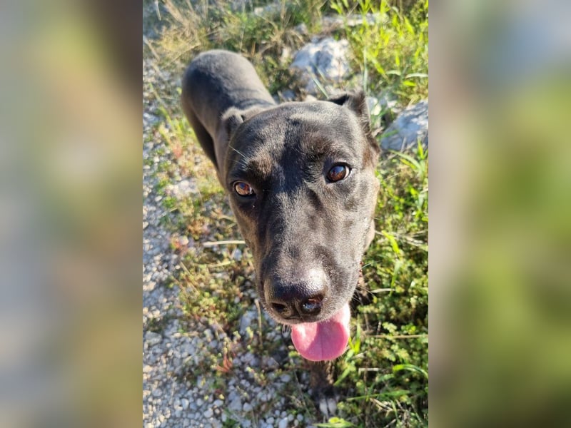 Goldige ♥ Godina ♥ kinderliebe, soziale Hündin