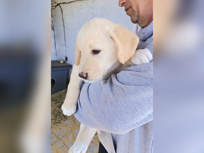 Klein ♥Luan♥ fröhlicher, neugieriger Welpenbub