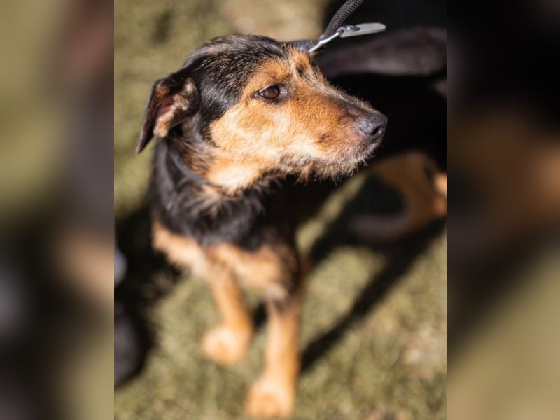 RICARDA❤️sanfte Terrier-Dame mit großem Herz sucht liebevolles Zuhause