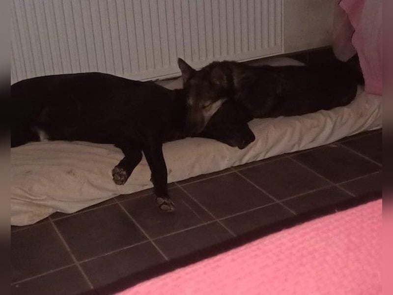 Fibi - eine sanfte Fellnase mit Charakter