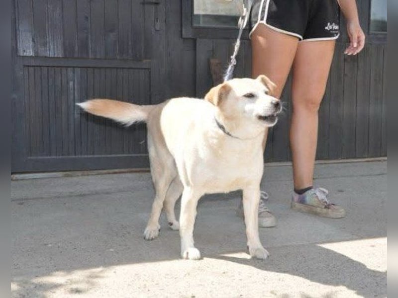 ♥Lary♥ ein sanfter, ruhiger, gutmütiger Rüde im besten Alter