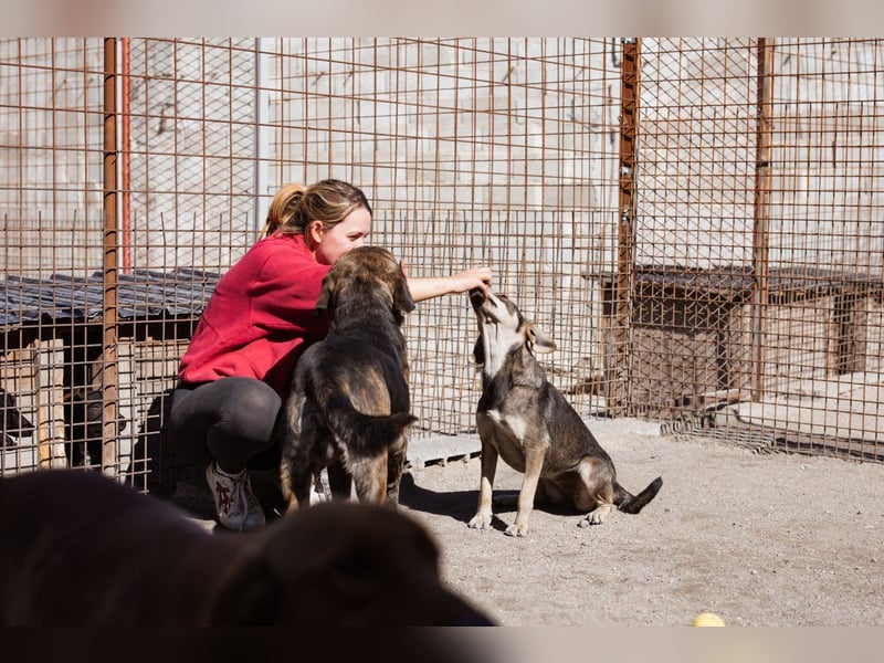 Lebensfrohe ♥Pika♥ sucht ihre treuen Menschen