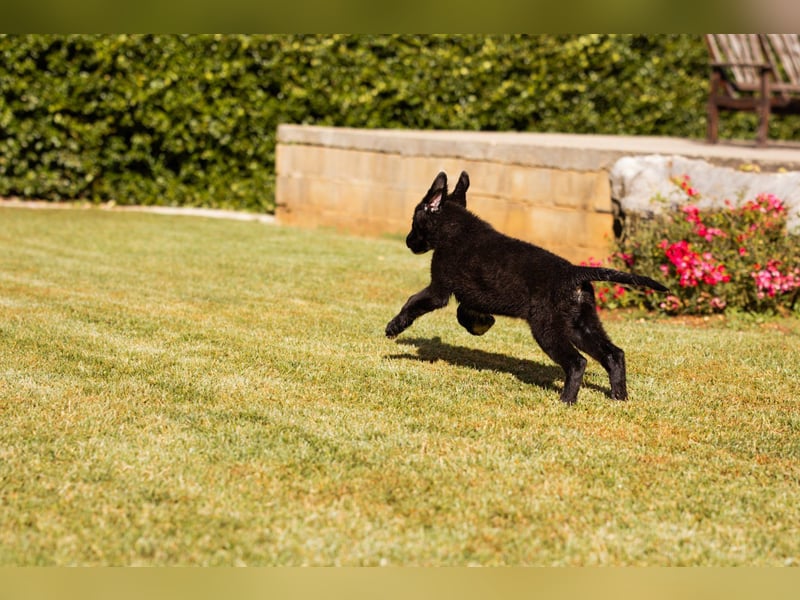 Cosmo - junger charmanter Schäfi-Mix-Bub