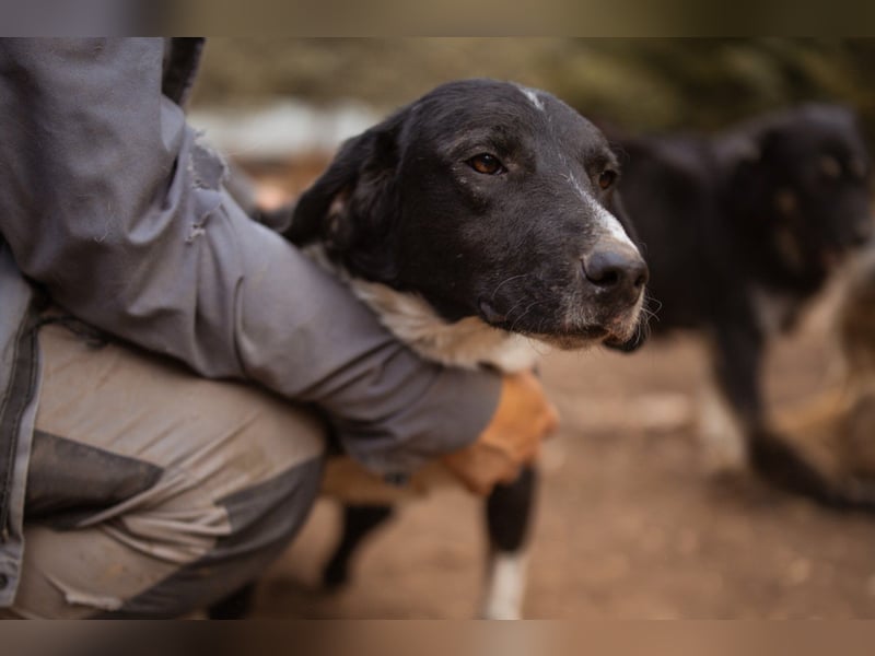 GROF❤️so lieber, anhänglicher Hundejunge