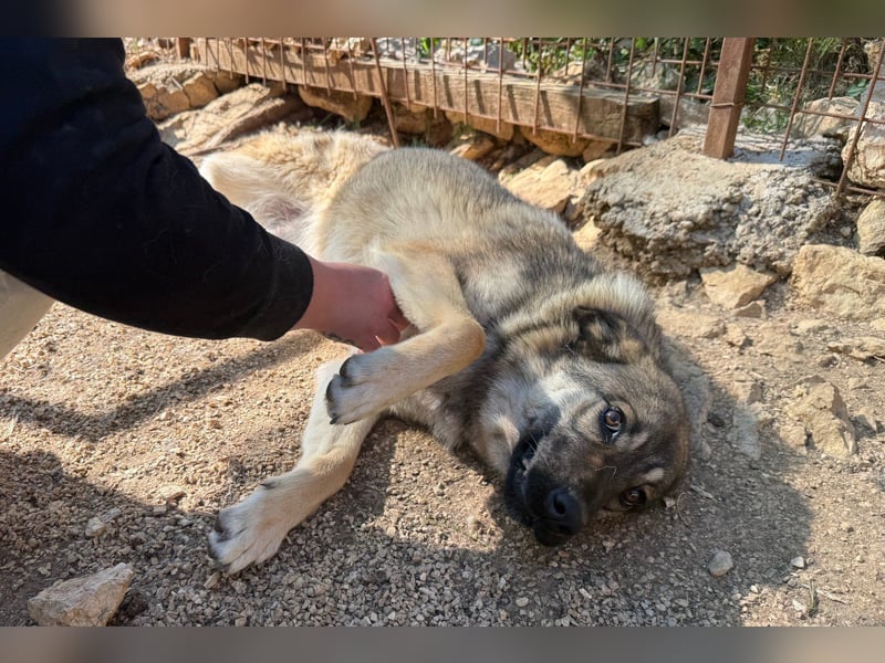 COCO❤️verspielt, sanft und voller Vertrauen: ein Herz für Groß und Klein!