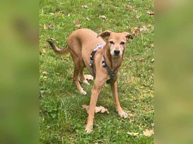 Notfellchen-Mathilda ❤ wartet in 90427 Nürnberg