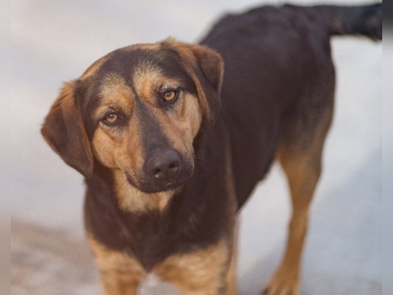 Wundervolle Aylini sucht ein Zuhause