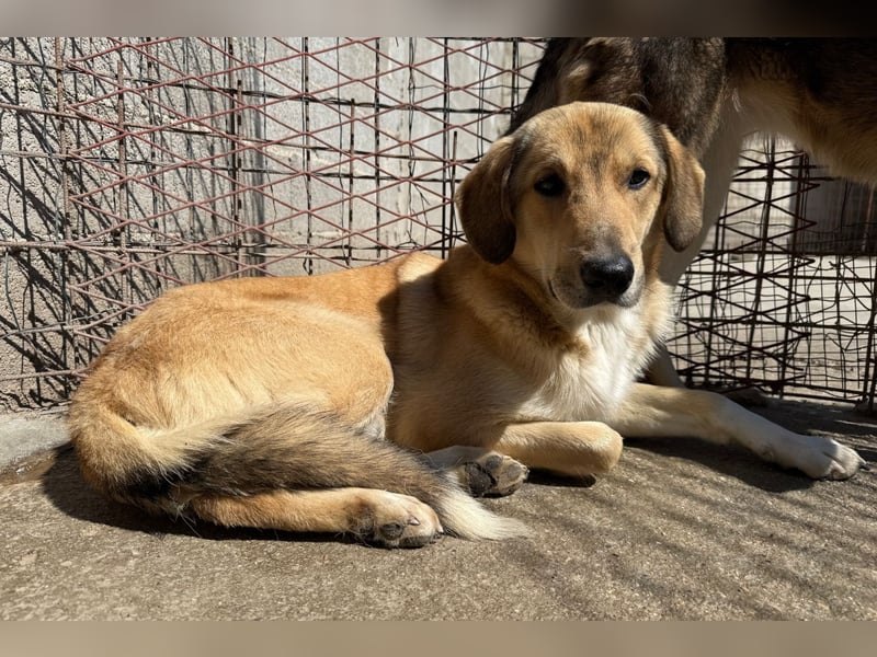 Klausi ❤️ sanft, sensibel + sucht Halt & Liebe
