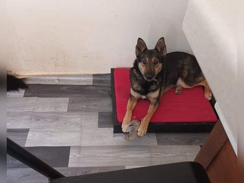 Fibi - eine sanfte Fellnase mit Charakter