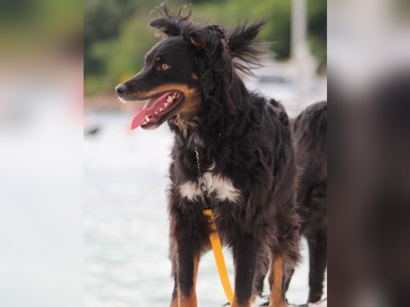 Dina ❤️ sanfte und so liebe Hündin!