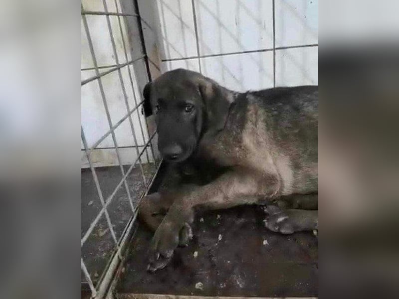 Viva - schüchtern und liebevoll ♥︎