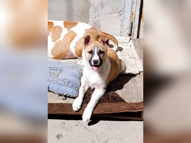 Ella ❤️ super liebes, junges Hundemädchen