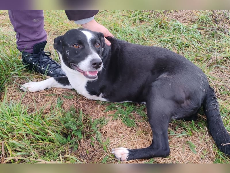 Betty ❤️ verschmuste & anhängliche Hundedame