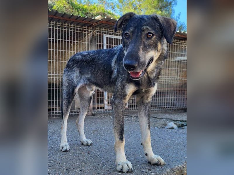 Mili-HSH-Rüde: braucht Liebe & Vertrauen