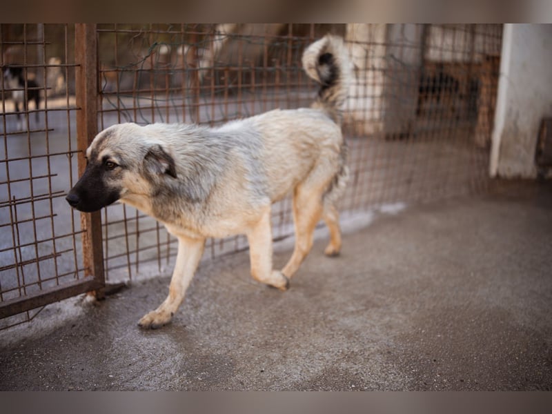 Suki ❤️ Süßes + liebes Hundemädchen!