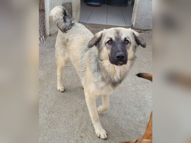 Suki ❤️ Süßes + liebes Hundemädchen!