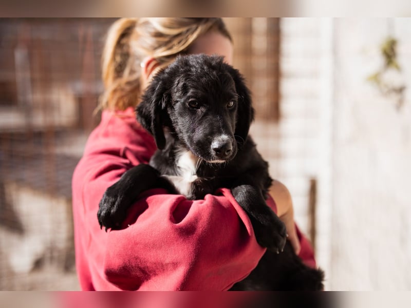 Rudi ❤️ verspielter, lieber Welpenbub! Rudi ❤️ verspielter, lieber Welpenbub!