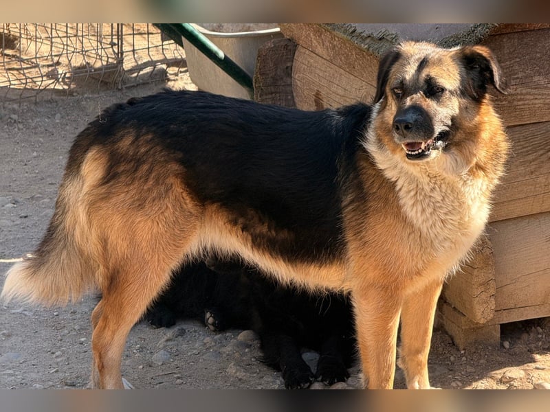 KORA❤️sanfte Seele sucht sehnsüchtig ein liebevolles Zuhause & Geborgenheit