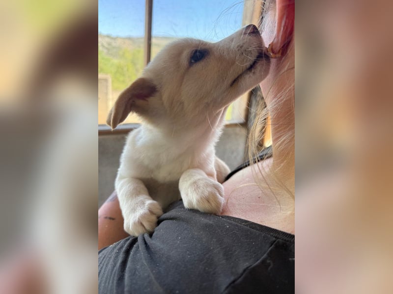 Welpin ♥Tina♥ hofft nun auf Liebe & Treue